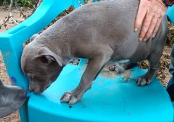 Male pit puppy for sale – All blue