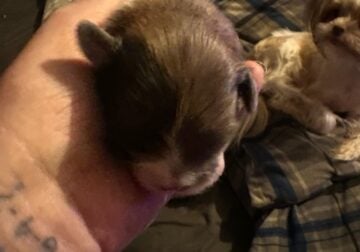 2 female shih tzu puppies