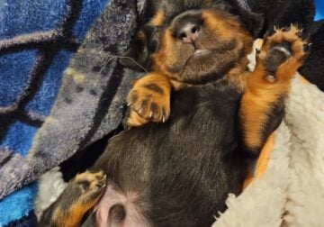 Purebred Miniature Dachshund