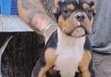 Beautiful Tri bully