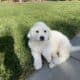 Great Pyrenees mix with Saint Bernard puppies