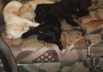 Yorkie Puppies