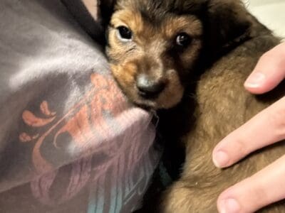 Cavalier King Charles Spaniel / Dachshund mix