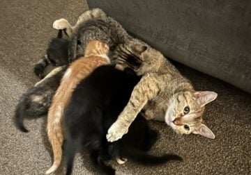 Beautiful 6 week old kittens