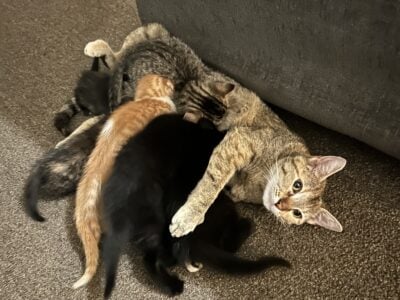 Beautiful 6 week old kittens
