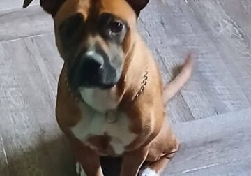 Female boxer mix