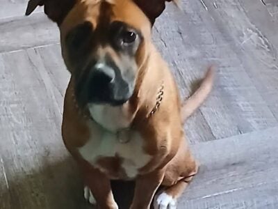 Female boxer mix