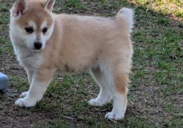 Birdie–Alaskan Klee-Kai