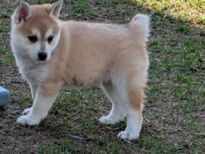 Birdie–Alaskan Klee-Kai