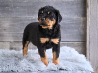 AKC Rottweiler Fredericksburg OH Harper