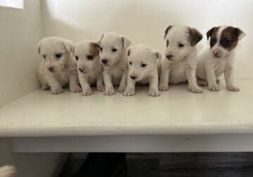 Jack Russell puppies