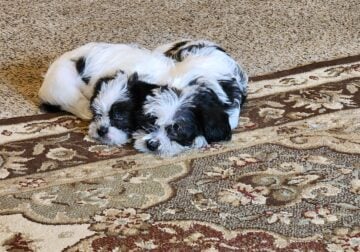 2 males available Toney,Alabama