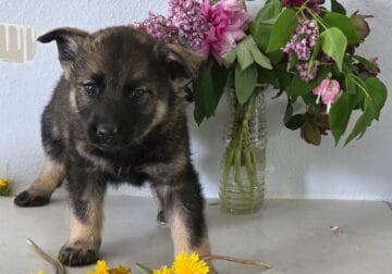 Norwegian Elkhound Puppies