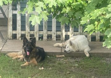 LONG COATS German Shepherd Puppies 7/22/25