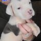 Olde English Bulldogge Puppies