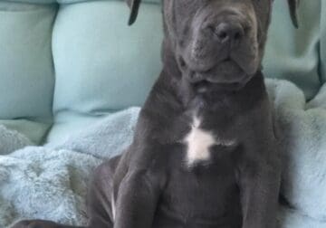 Athena