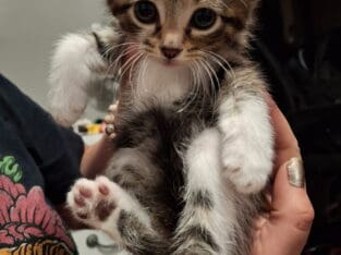 Striped kitten