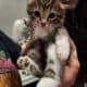 Striped kitten