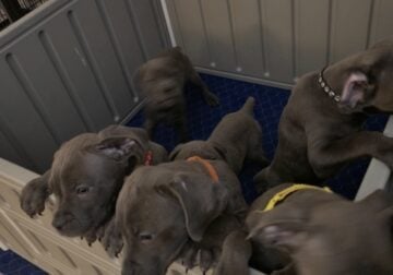 Puppies Ready For New Home