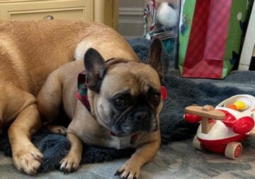 Frenchie Available – Just turned 5