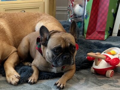 Frenchie Available – Just turned 5