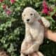 Beautiful goldendoodle puppies