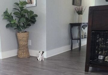 Female puppy