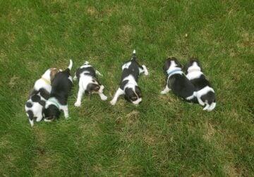 Father’s Day beagle puppies