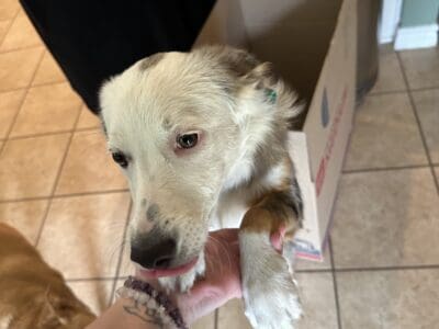 Texas heeler looking for a good home