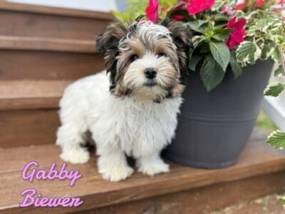 Gabby Female Biewer