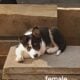 Border Collie pups