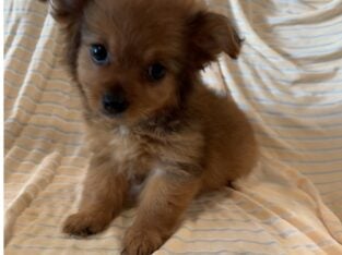 Morkie