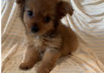 Morkie