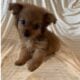 Morkie