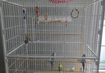 5 parakeets, a big bird cage, and a pack of bird f