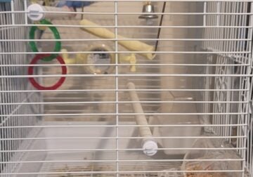 Two different sets of PARAKEETS 3with cage and 2 w