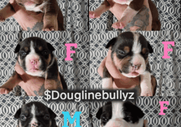 American bully pups