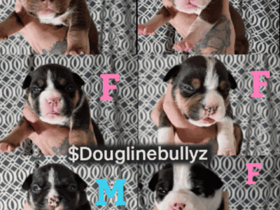American bully pups