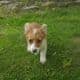 Adorable Pembroke Welsh Corgis