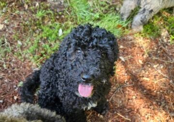 Aussiedoodle puppies ready 6/27