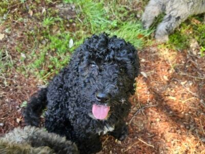Aussiedoodle puppies ready 6/27