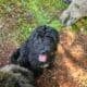 Aussiedoodle puppies ready 6/27