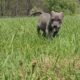 XL AMERICAN BULLIES