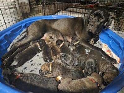Cane Corso-Neapolitan Mastiff mix puppies
