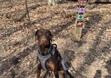 Male Doberman – Loving & Loyal