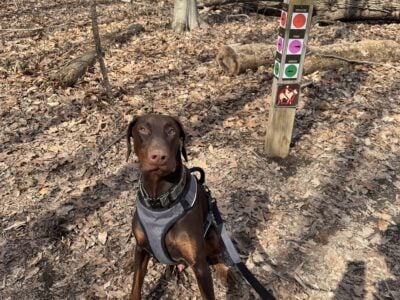 Male Doberman – Loving & Loyal
