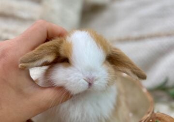 *Sweet + Stunning* Purebred Holland Lop Bunnies!