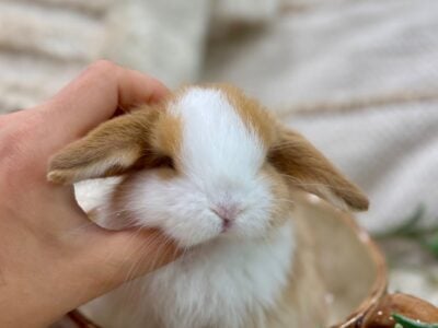 *Sweet + Stunning* Purebred Holland Lop Bunnies!