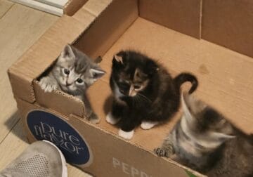 Kittens for Adoption