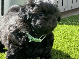 Adorable Shih tzu Puppies